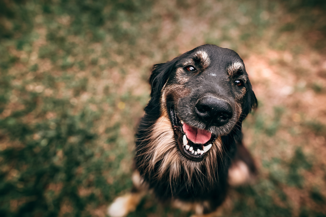 Close-Up Photo Of Dog